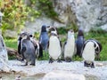 VIENNA, AUSTRIA - SEPTEMBER 8, 2017. Flock of penguins at the Schonbrunn zoo, Vienna, Austria.