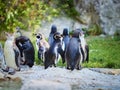 VIENNA, AUSTRIA - SEPTEMBER 8, 2017. Flock of penguins at the Schonbrunn zoo, Vienna, Austria.