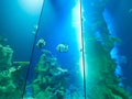 VIENNA, AUSTRIA - SEPTEMBER 8, 2017. Giant panoramic marine fishtank at Haus des Meeres zoo in Vienna, Austria