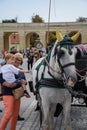 Vienna, Austria, September , 15, 2019 - nTourist taking pictures and caressing nCarriage Horses from in the Schonbrunn Royalty Free Stock Photo