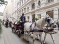 White horses adorned in formal regalia pulling carriages in city street Royalty Free Stock Photo