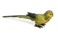 Vienna bronze of yellow budgerigar