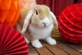 Mini lop rabbit Chinese lunar new year of the rabbit pose crepe lantern paper fan