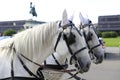 Vienna: Two white horses of a Fiaker on Heldenplatz Royalty Free Stock Photo