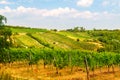 Viennese wine yard Austria Royalty Free Stock Photo