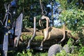 View on forestry work. A forest crane loads cut down tree trunks on trailer