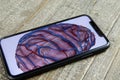 View on isolated mobile phone with drawing of human brain on display focus on phone