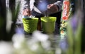 View boyond blurred plants on flower pots with hands of woman potting flowers with soil in garden for spring