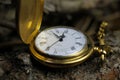 Macro close up of isolated golden antique pocket watch with filigree movement clockwork, lid, chain on natural bark of tree trunk