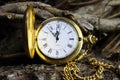 Macro close up of isolated golden antique pocket watch with filigree movement clockwork, lid, chain on natural bark of tree trunk