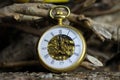 Macro close up of isolated golden antique pocket watch with filigree movement clockwork on natural bark of tree trunk Royalty Free Stock Photo