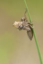 Viervlek, Four-spotted Chaser, Libellula quadrimaculata