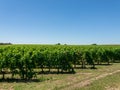 Vineyard landscape near Saint Emilion region Bordeaux France Royalty Free Stock Photo