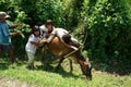 Children herd oxen and play on their back. VIET NA