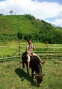 Children herd oxen and play on their back. VIET NA