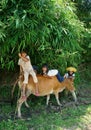 Children herd oxen and play on their back. VIET NA