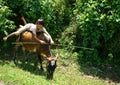 Children herd oxen and play on their back. VIET NA