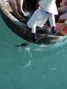 Viet Round Boat Royalty Free Stock Photo