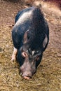 Vietnam black pig hog on a farm looking at the camera Royalty Free Stock Photo