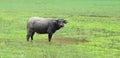Vietnam buffalo and the rice field Royalty Free Stock Photo