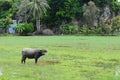 Vietnam buffalo and the rice field Royalty Free Stock Photo