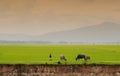 Vietnam buffalo and the rice field Royalty Free Stock Photo