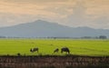 Vietnam buffalo and the rice field Royalty Free Stock Photo