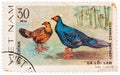 Stamp printed in Vietnam shows Lophura edwardsi or Edwards`s pheasant, series devoted to the ornamental birds