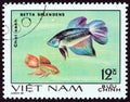 VIETNAM - CIRCA 1981: A stamp printed in Vietnam from the `Aquarium Fish` issue shows Siamese fighting fish Betta splendens