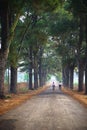 Vietnam countryside landscape with children cycling to school on soild road along lines of tree. Royalty Free Stock Photo