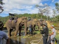 At the site there are three elephants with iron benches on their backs, prepared for riding tourists in Prenn park. Nearby are