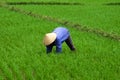 Vietnam farmer rice planting