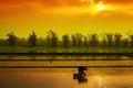 Vietnam farmer rice planting