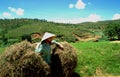 Vietnam: Farmer women working tough on the fields in Dalat city