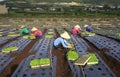 Vietnam farmers cultivating lettuce in field