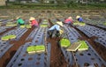 Vietnam farmers cultivating lettuce in field