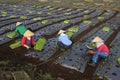 Vietnam farmers cultivating lettuce in field