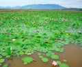 Vietnam flower, lotus flower, lotus pond