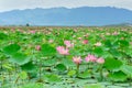 Vietnam flower, lotus flower, lotus pond