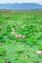 Vietnam flower, lotus flower, lotus pond