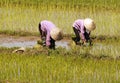 Vietnam, Halong bay road: rice field