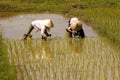 Vietnam, Halong bay road: rice field