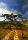 Vietnam Highlands, Dalat Royalty Free Stock Photo