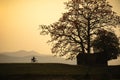 Vietnam landscape at sunset. Blossoming Bombax ceiba tree or Red Silk Cotton Flower with a woman cycling on countryside dyle