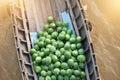 Vietnam, Mekong river delta, traditional floating market Royalty Free Stock Photo