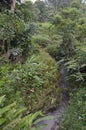 Thick jungle at My Son Sanctuary Vietnam Royalty Free Stock Photo