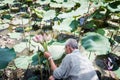 Vietnam, Nha trang, March 2018. Lotus pond. Asian man collects in his hand a bouquet of lotus flowers. Editorial photo