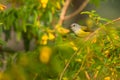 Annam Sunbird, Aethopyga gouldiae annamensis, Vietnam