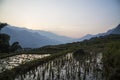 Vietnam rice fields landscape