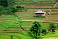 Vietnam Rice Paddy Field